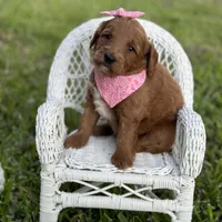 Zsa-Zsa, a female Miniature Goldendoodle for sale in Fort Worth, TX – Photo 1 of 2