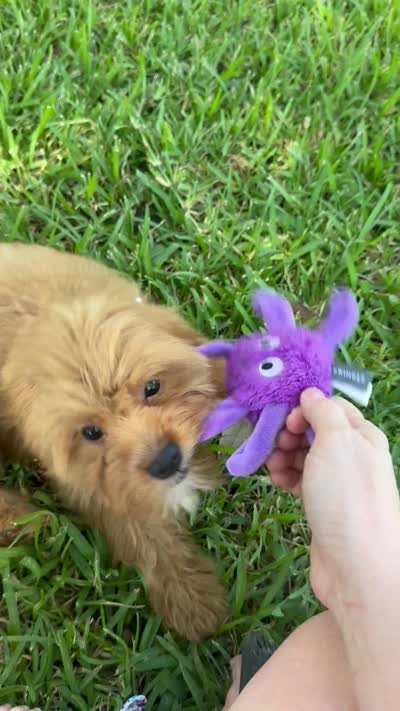 Sailor , a female Cavapoo for sale in Fort Worth, TX – 9 of 9