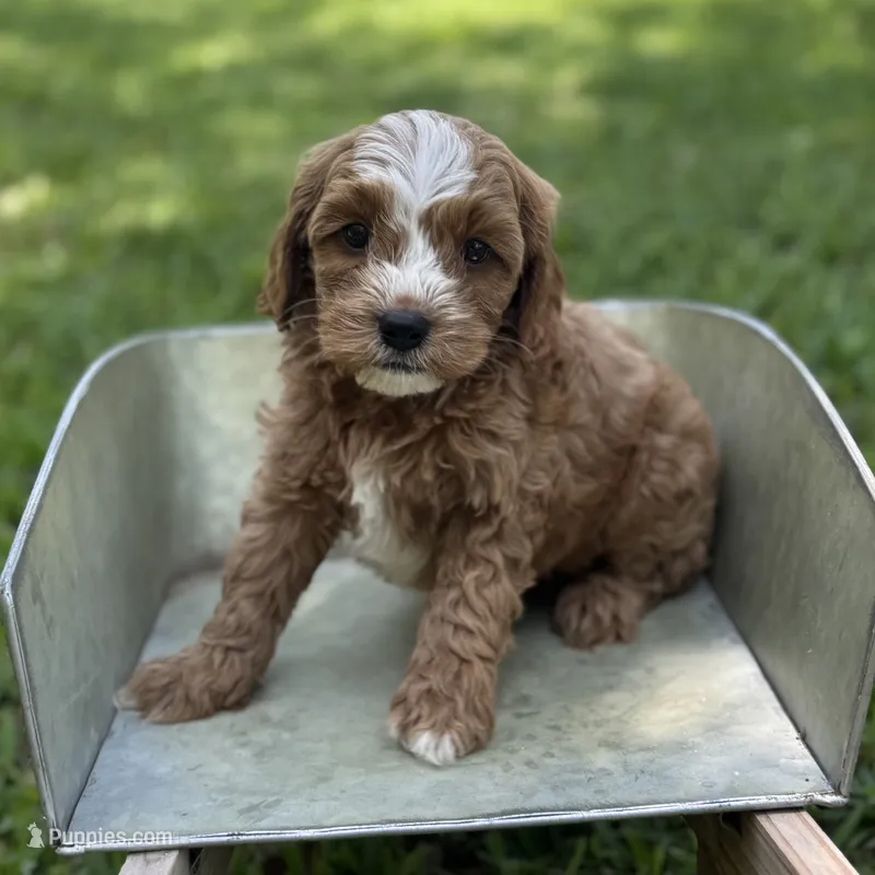 Loki – Cavapoo puppy for sale in Fort Worth, TX