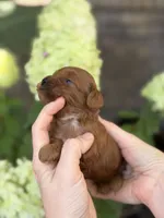 Lenlie F1b, a male Cavapoo for sale in Fort Worth, TX – 2 of 2