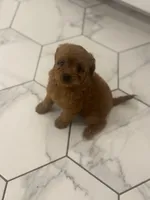 Frannie, a female Cavapoo for sale in Fort Worth, TX – 2 of 3