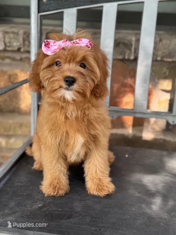 Sadie – Cavapoo puppy for sale in Fort Worth, TX