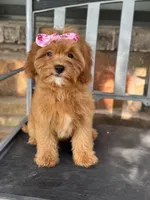Sadie, a female Cavapoo for sale in Fort Worth, TX – 4 of 8