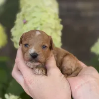 Lane F1b, a female Cavapoo for sale in Fort Worth, TX – 1 of 2
