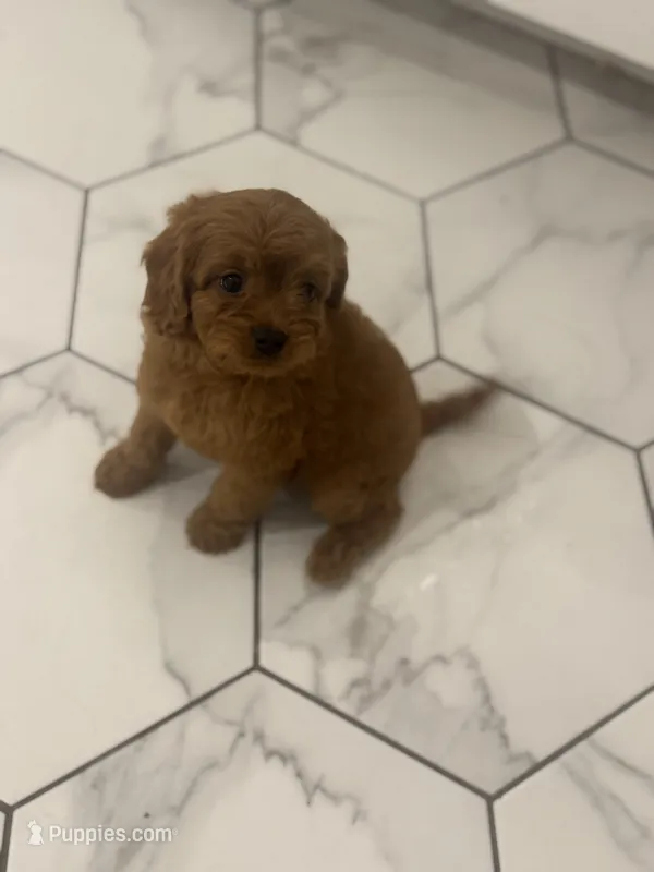 Frannie – Cavapoo puppy for sale in Fort Worth, TX