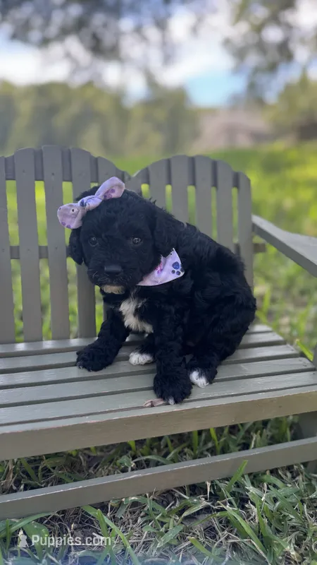 Ginny  – Cavapoo puppy for sale in Fort Worth, TX