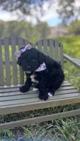 Ginny , a female Cavapoo for sale in Fort Worth, TX – 1 of 2