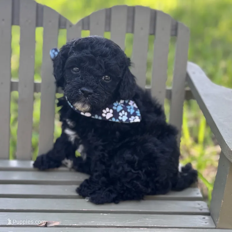 Griff – Cavapoo puppy for sale in Fort Worth, TX
