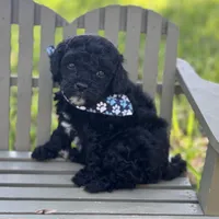 Griff, a male Cavapoo for sale in Fort Worth, TX – 1 of 2