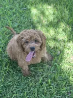 Frisbee , a male Cavapoo for sale in Fort Worth, TX – 2 of 8