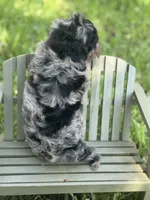 Rex, a male Cavapoo for sale in Fort Worth, TX – 2 of 3