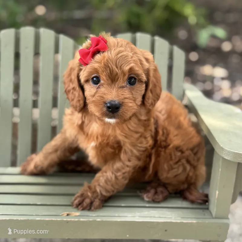 Christy  – Cavapoo puppy for sale in Fort Worth, TX