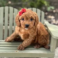 Christy , a female Cavapoo for sale in Fort Worth, TX – 1 of 1