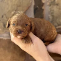 Sammy, a male Cavapoo for sale in Fort Worth, TX – Photo 2 of 2
