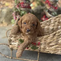 Sammy, a male Cavapoo for sale in Fort Worth, TX – Photo 1 of 2