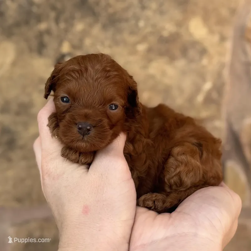 Kunga – Miniature Goldendoodle puppy for sale in Fort Worth, TX