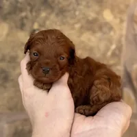 Kunga, a male Miniature Goldendoodle for sale in Fort Worth, TX – 1 of 1