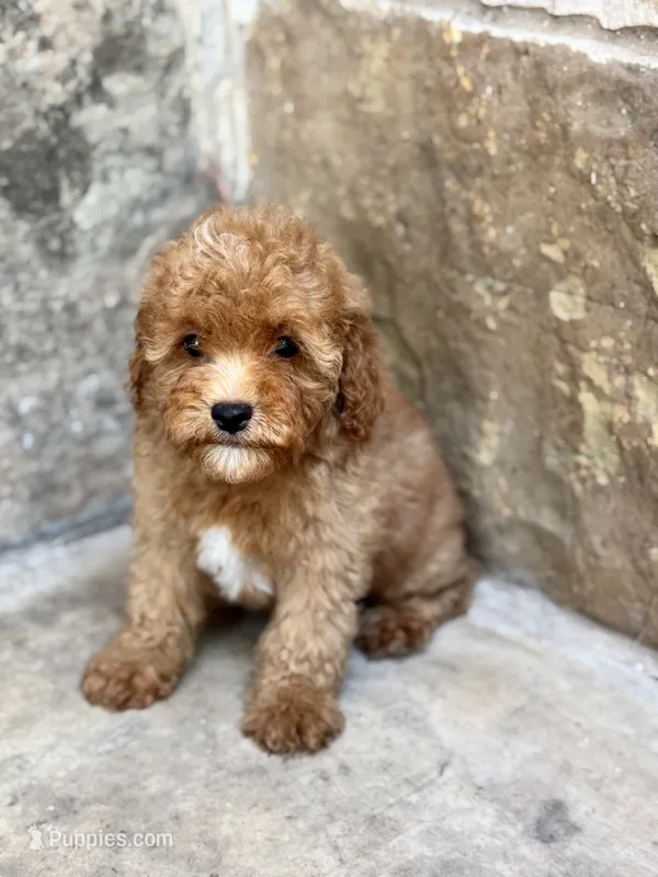 Ludwig – Cavapoo puppy for sale in Fort Worth, TX
