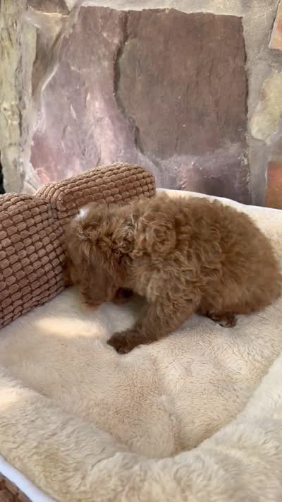 Lane F1b, a female Cavapoo for sale in Fort Worth, TX – 5 of 5