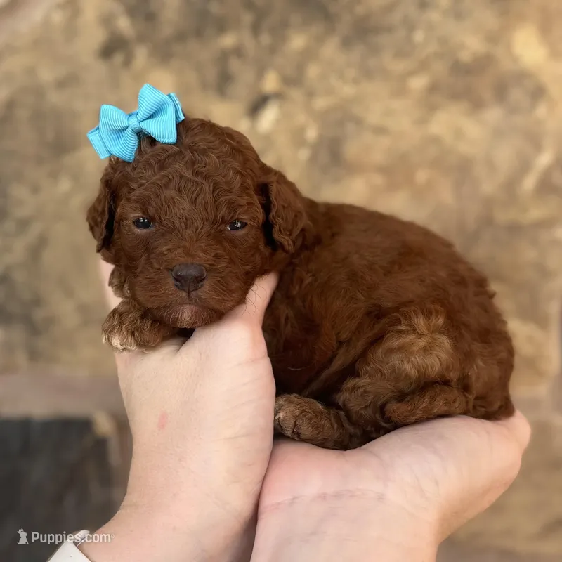 Kimmy  – Miniature Goldendoodle puppy for sale in Fort Worth, TX