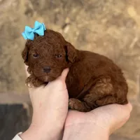 Kimmy , a female Miniature Goldendoodle for sale in Fort Worth, TX – 1 of 1