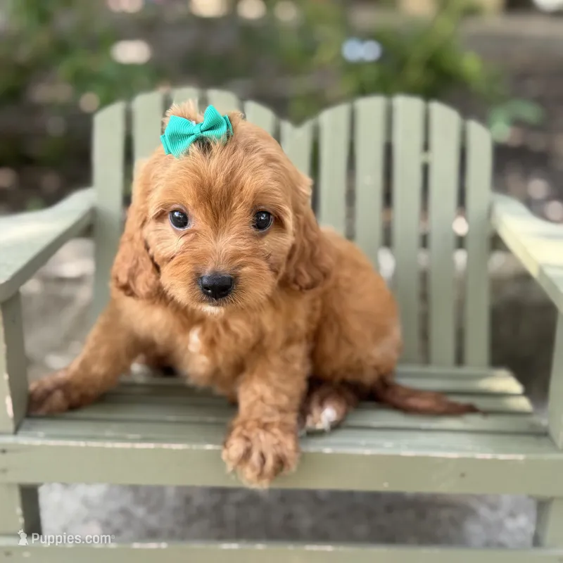 Catherine – Cavapoo puppy for sale in Fort Worth, TX