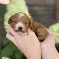 Luigi F1b , a male Cavapoo for sale in Fort Worth, TX – 1 of 2