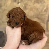 Koda, a male Miniature Goldendoodle for sale in Fort Worth, TX – 1 of 1