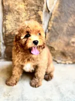 Ludwig, a male Cavapoo for sale in Fort Worth, TX – 3 of 6
