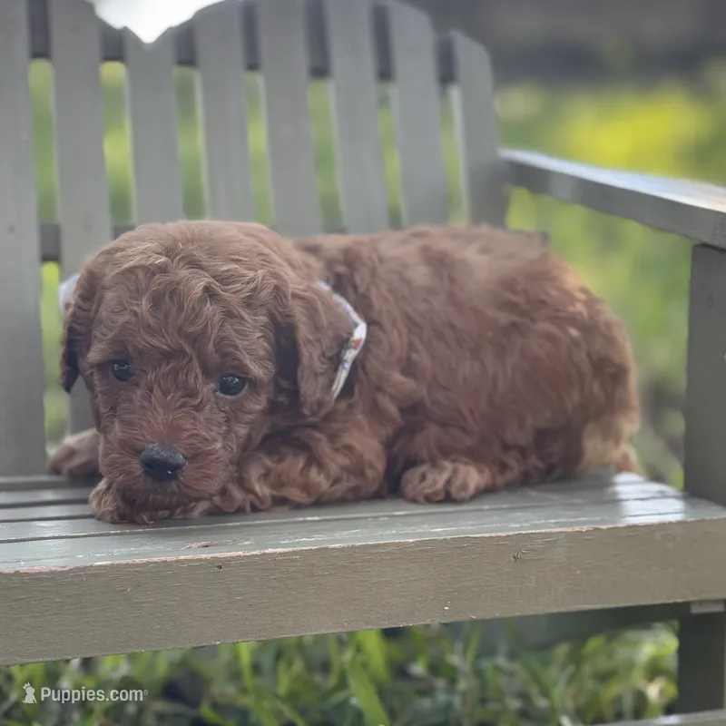 Mushu micro – Miniature Goldendoodle puppy for sale in Fort Worth, TX