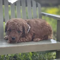 Mushu micro, a male Miniature Goldendoodle for sale in Fort Worth, TX – 1 of 2