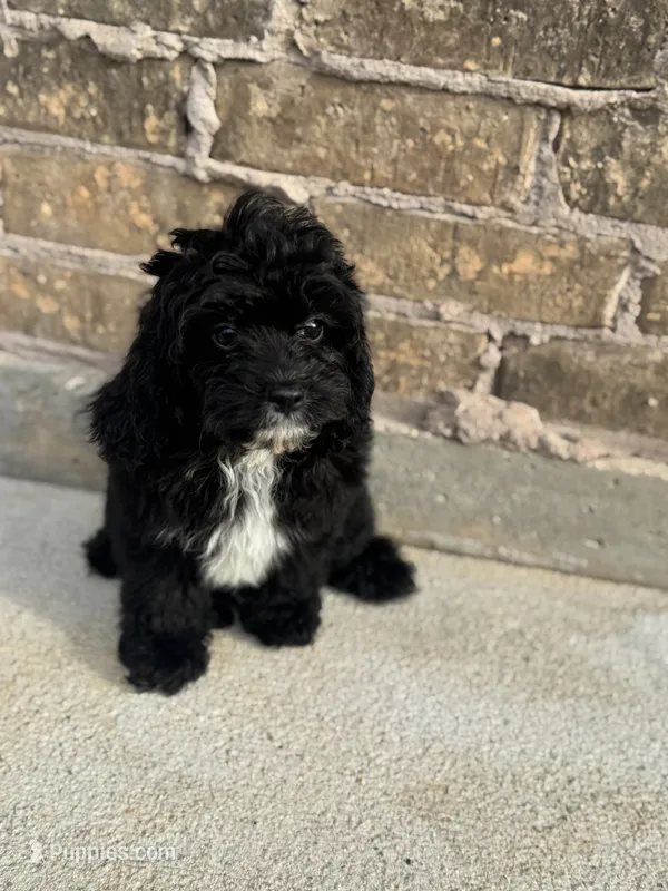 Rosco – Cavapoo puppy for sale in Fort Worth, TX