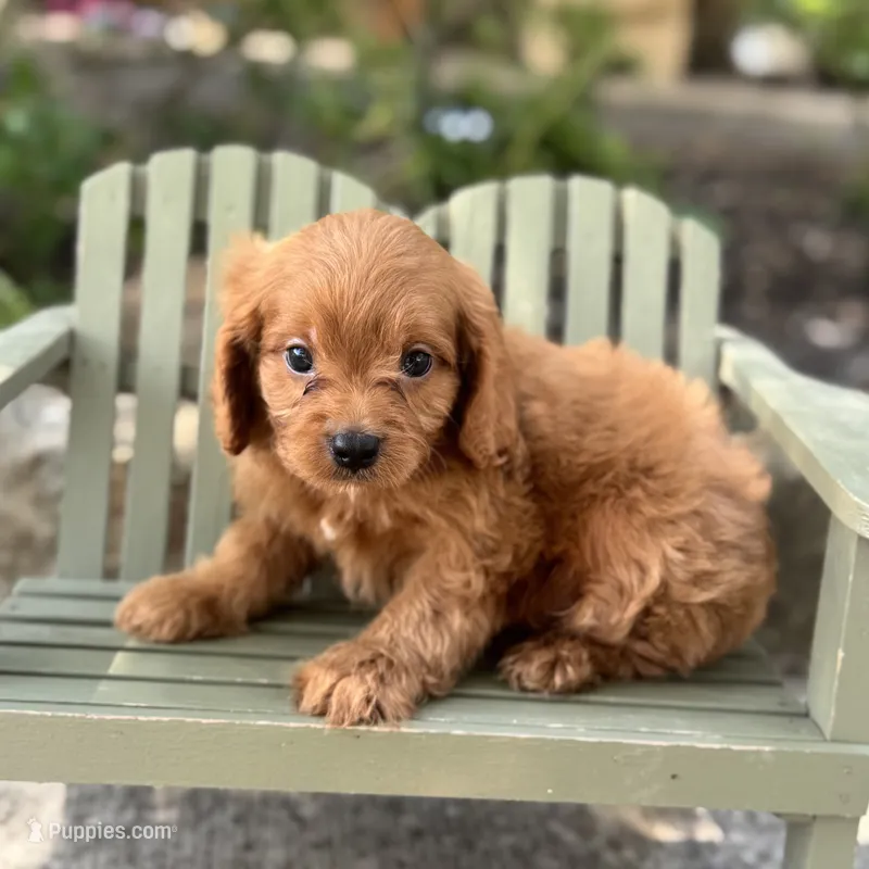 Colton – Cavapoo puppy for sale in Fort Worth, TX