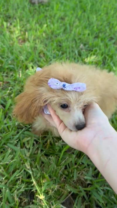 Marlow , a female Poodle - Toy  for sale in Fort Worth, TX – 6 of 6