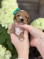 Lyla F1b , a female Cavapoo for sale in Fort Worth, TX – 2 of 2