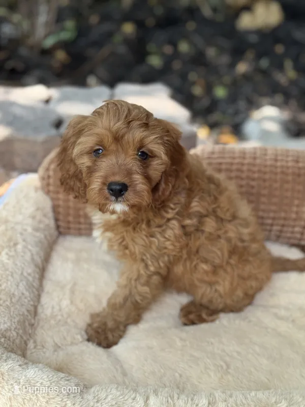 Shaun – Cavapoo puppy for sale in Fort Worth, TX