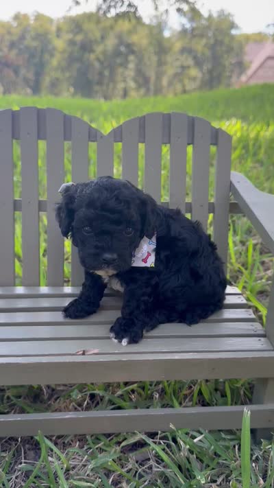 Grizzly F1b, a male Cavapoo for sale in Fort Worth, TX – 2 of 2