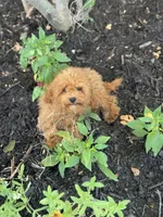 Ludwig, a male Cavapoo for sale in Fort Worth, TX – 2 of 8