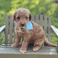 Junior, a male Miniature Goldendoodle for sale in Fort Worth, TX – 2 of 2