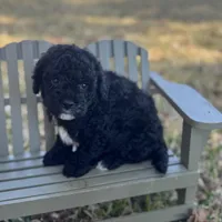 Vance F1b, a male Cavapoo for sale in Fort Worth, TX – Photo 1 of 2