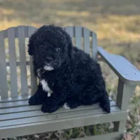 Vance F1b, a male Cavapoo for sale in Fort Worth, TX – Photo 2 of 2