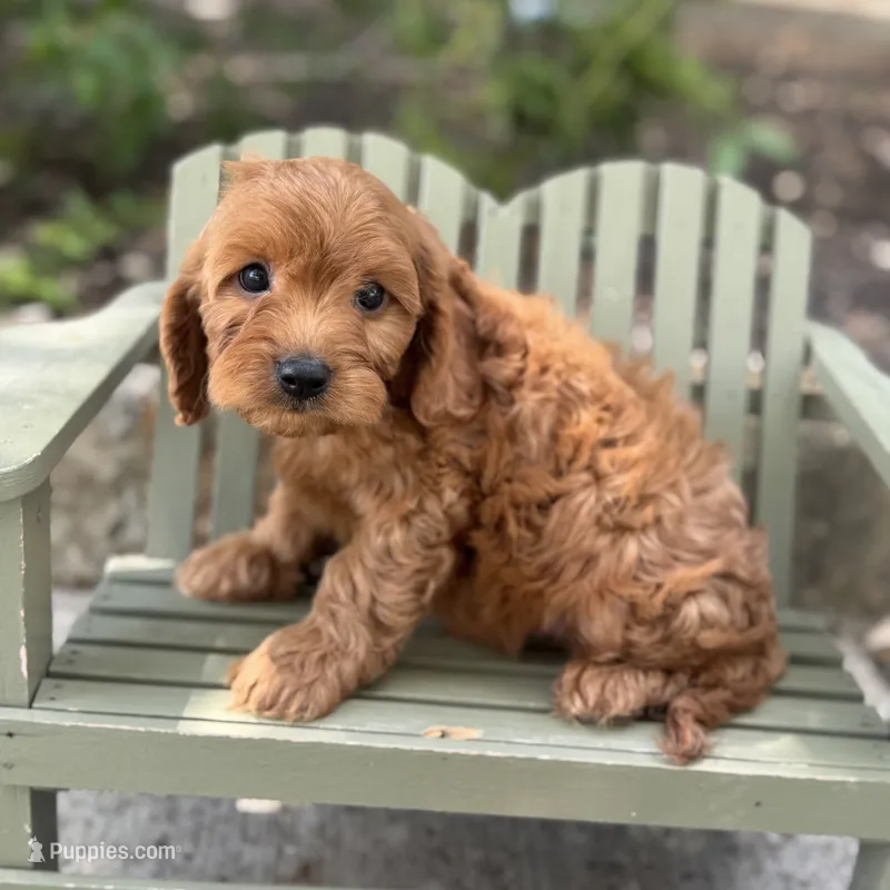 Calvin  – Cavapoo puppy for sale in Fort Worth, TX
