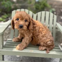Calvin , a female Cavapoo for sale in Fort Worth, TX – 1 of 1