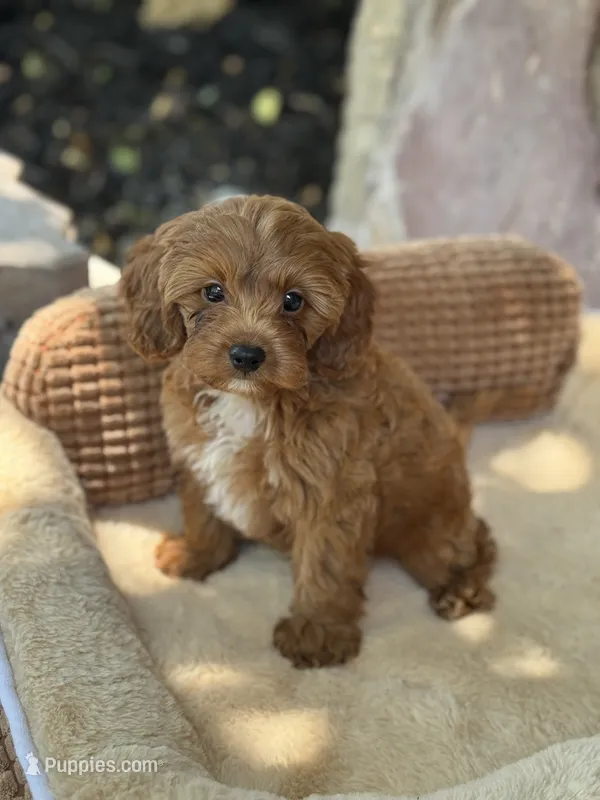 Loki F1b – Cavapoo puppy for sale in Fort Worth, TX