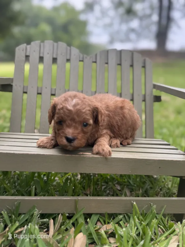 Ludwig – Cavapoo puppy for sale in Fort Worth, TX
