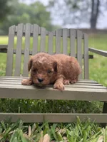 Ludwig, a male Cavapoo for sale in Fort Worth, TX – 1 of 1