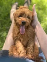 Frannie, a female Cavapoo for sale in Fort Worth, TX – 2 of 5