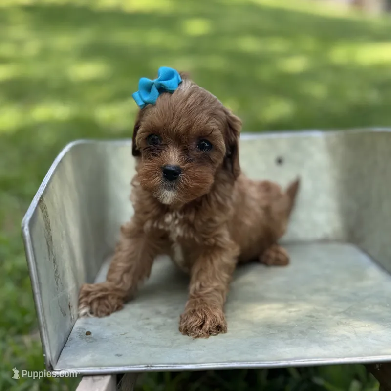 Lilo – Cavapoo puppy for sale in Fort Worth, TX