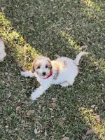 Rodger micro, a male Miniature Goldendoodle for sale in Fort Worth, TX – Photo 5 of 6