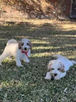 Rodger micro, a male Miniature Goldendoodle for sale in Fort Worth, TX – Photo 6 of 6